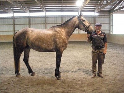 Bruise Hill, Irish Draught Horse mare, by Touch of the Blues